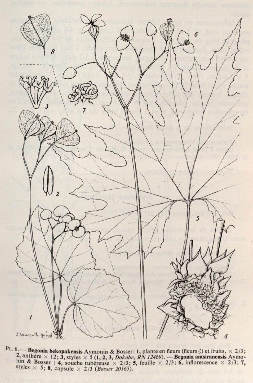 B. bekopakensis